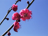 Ume